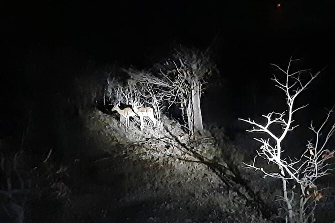 2 Hour Stargazing Tour in Victoria Falls NP Area in 4x4 - Is $99 good value for two hours?