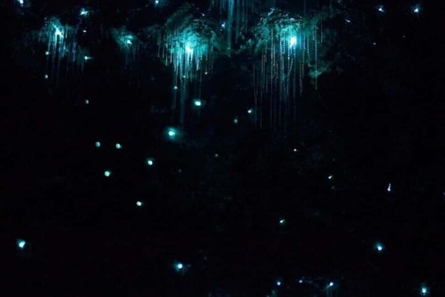 Brisbane: Glow Worms, Sunset, Star Gazing & BBQ - Who should book this Tamborine Mountain evening?
