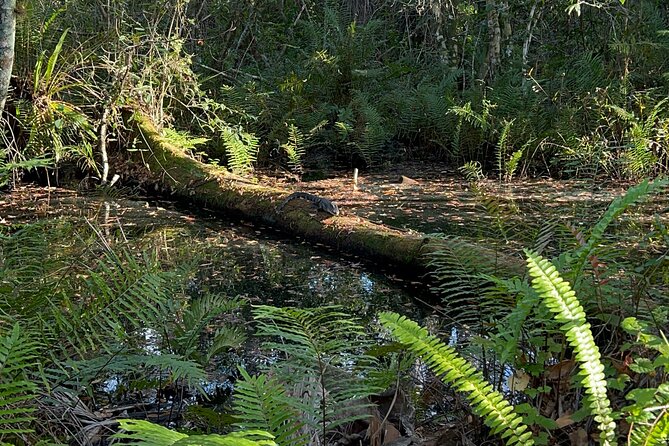 Dark Sky's in the Florida Everglades - Key things to know before booking