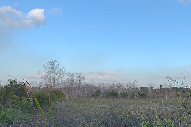 Dark Sky's in the Florida Everglades - Big Cypress after dark and the Milky Way