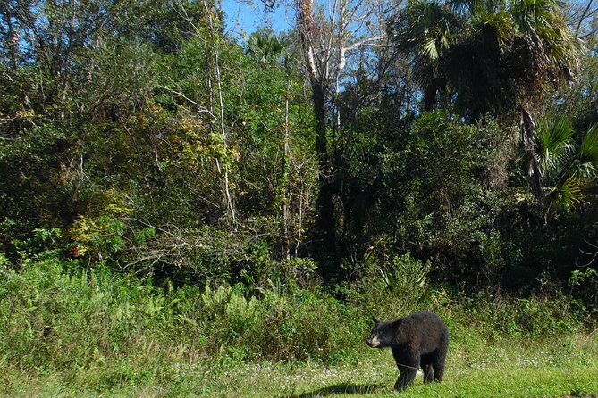 Dark Sky's in the Florida Everglades - Fakahatchee Strand: two hours in the swamp forest