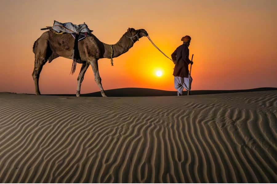 Doha Night Desert Safari Stargazing And Camel Ride - Why this four-hour night safari works
