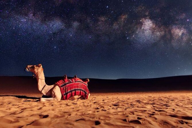 Doha Night Desert Safari Stargazing Camel Ride and Dune Bashing - Sealine Beach brings in camels and tea