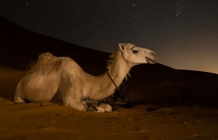 Doha: Night Desert Safari with Stargazing & Camel Ride - Leaving Doha for Qatar’s southern desert