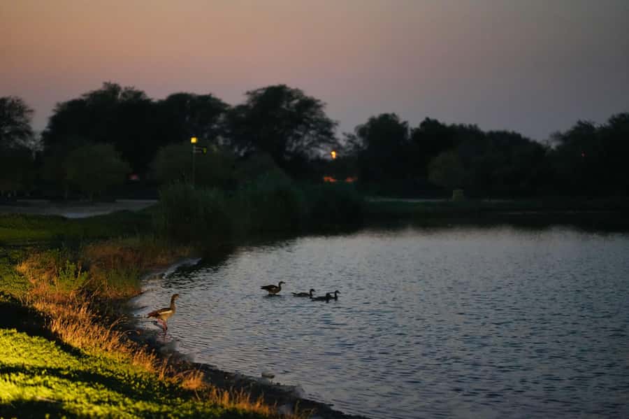 Dubai: Evening Desert Safari with Camel Ride & Stargazing - Sandboarding with time for photos