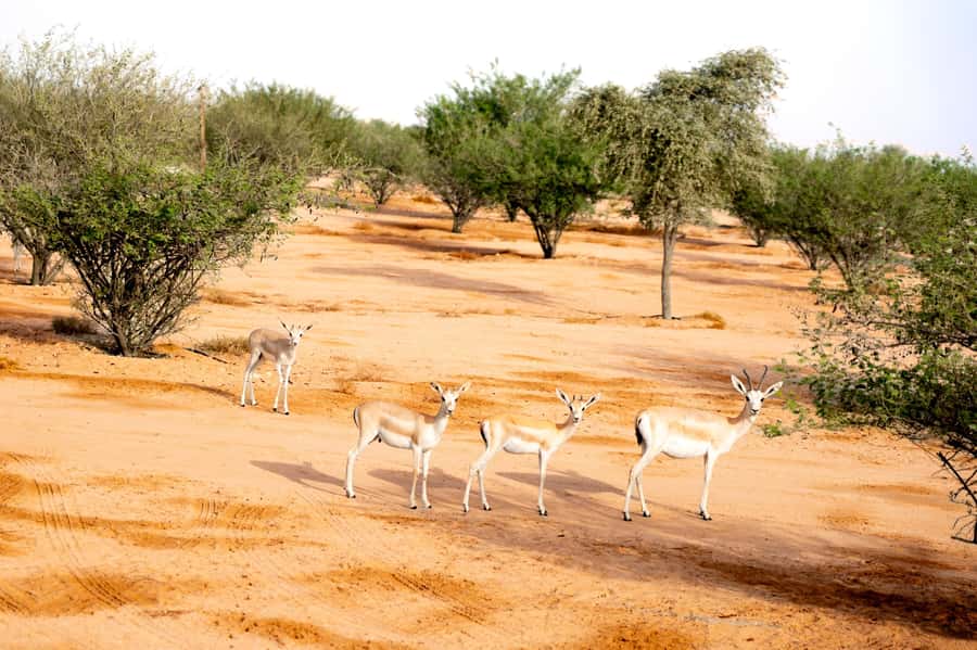Dubai: Overnight Safari with Luxury Dome Stay & Stargazing - Sleeping in the luxury dome