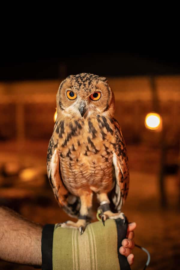 Dubai: Private Night Safari & Astronomy with 3-Course Dinner - The telescope and the quality of the sky