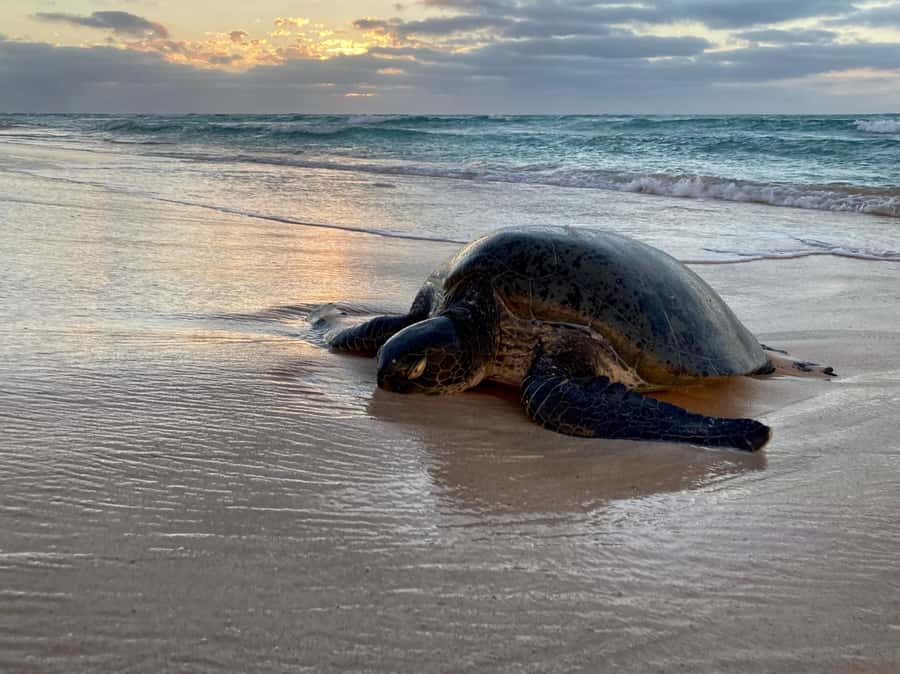 Exmouth: Summer Sunset Turtle Watching and Stargazing Tour - Key points to know before booking