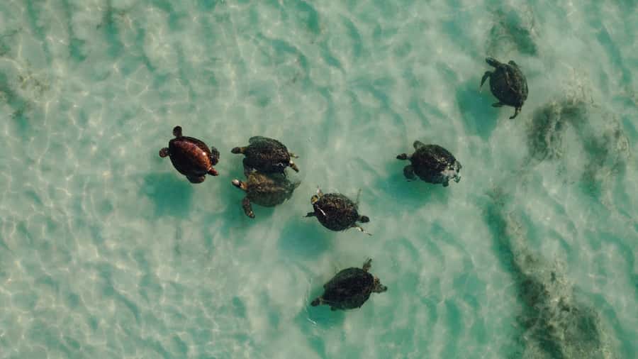 Exmouth: Summer Sunset Turtle Watching and Stargazing Tour - Small-group guiding makes a difference