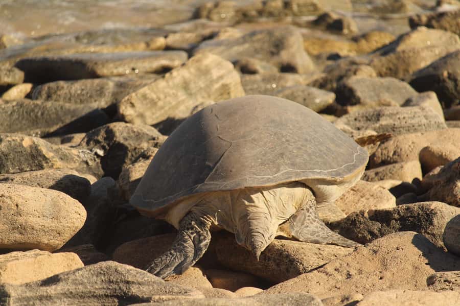 Exmouth: Summer Sunset Turtle Watching and Stargazing Tour - Is the tour good value?