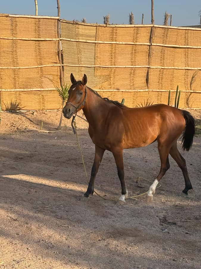 Hurghada: BADU Camp Camel Ride, Dinner, & Stargazing - Key points to know before booking