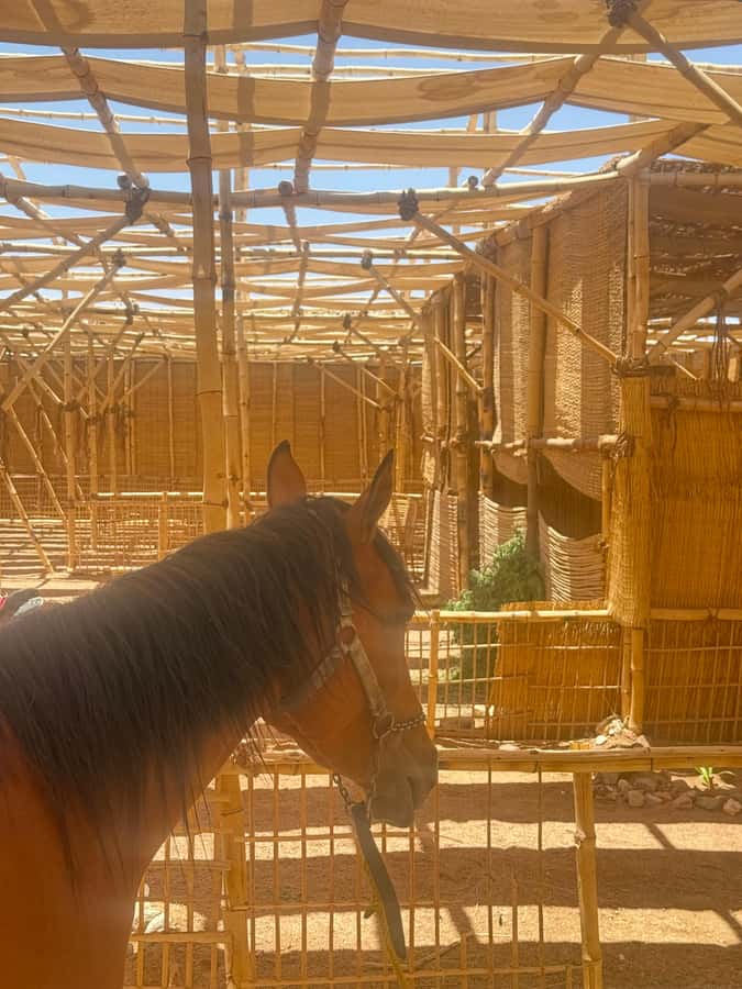Hurghada: BADU Camp Camel Ride, Dinner, & Stargazing - The 30 to 45 minute camel caravan