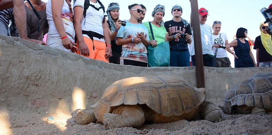 Hurghada: Quad Bike, Camel, Show, Dinner, & Stargazing Trip - Stargazing under the desert sky