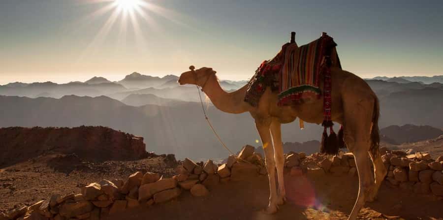 Hurghada: Quad Bike, Sea, Camel, Safari, Stargazing & Dinner - The camel stop: photos first, riding second