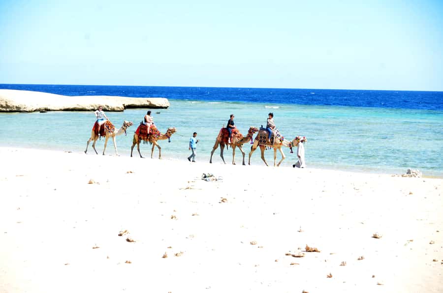 Hurghada: Sea & Desert Camel Ride w/Dinner, Show, Stargazing - Morning, afternoon, sunset, or sunrise