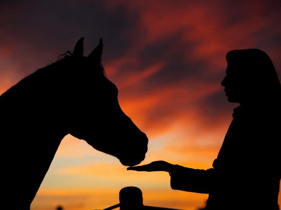 Hurghada: Sea & Desert Horse Tour, Stargazing, Dinner & Show - The two-hour ride through desert and sea