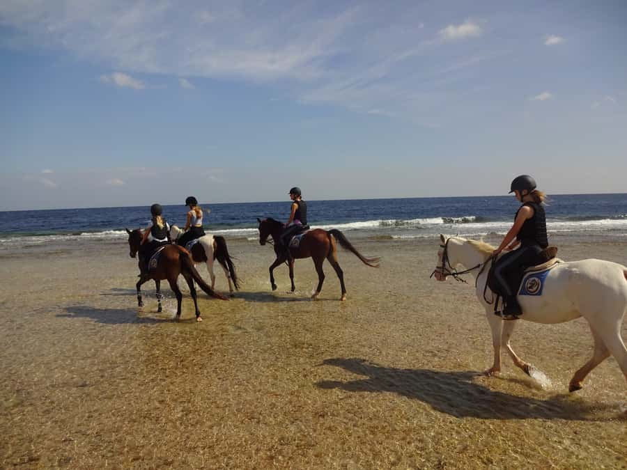 Hurghada: Sea & Desert Horse Tour, Stargazing, Dinner & Show - Sunrise, afternoon, or sunset: picking the right departure