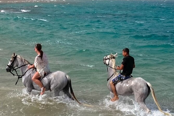 Hurghada: Sea & Desert Horseback Riding, Stargazing, Dinner, Show - What the guides do well
