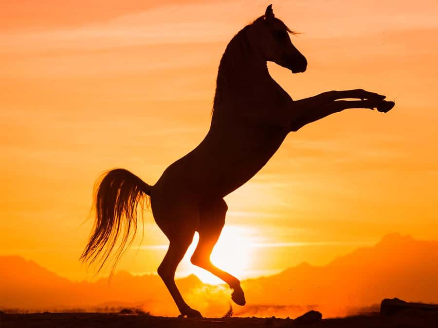 Hurghada: Sunset Sea, Desert Horse W Opt, Dinner, Stargazing - The ride begins with horses, instructions, and a short test