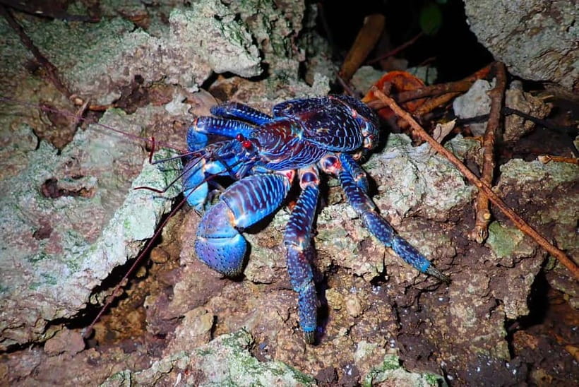 Ishigaki: Jungle Walk and Stargazing Night Tour - Key points at a glance
