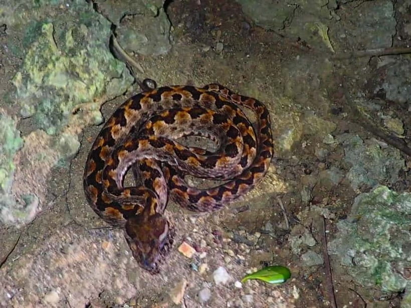 Ishigaki: Jungle Walk and Stargazing Night Tour - Why Ishigaki is so good after dark