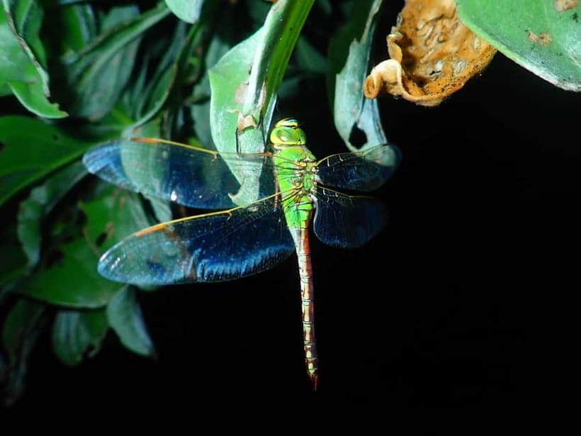 Ishigaki: Jungle Walk and Stargazing Night Tour - Entering the jungle with a flashlight