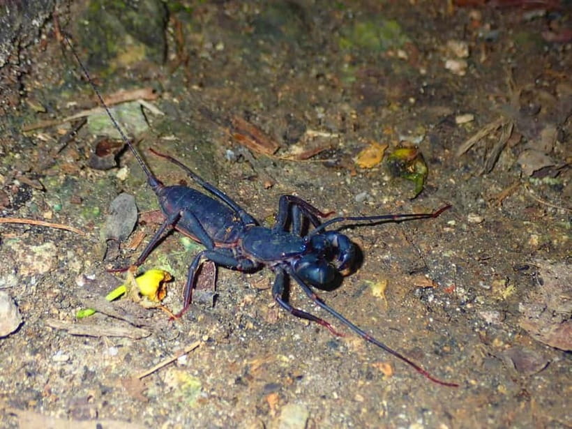 Ishigaki: Jungle Walk and Stargazing Night Tour - Guides who turn small sightings into a real experience