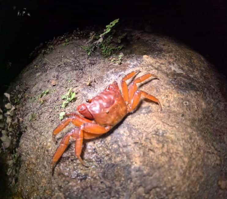 Ishigaki: Jungle Walk and Stargazing Night Tour - Stargazing on a clear Ishigaki night