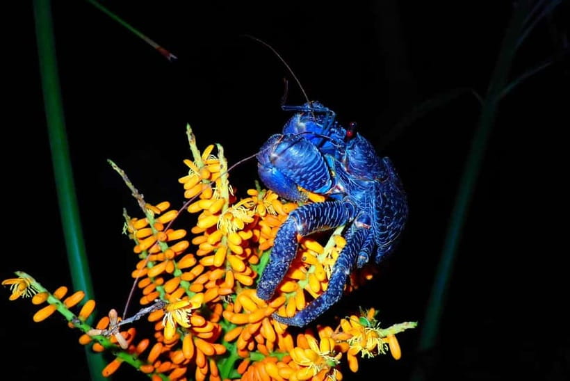 Ishigaki: Jungle Walk and Stargazing Night Tour - Is $31 good value?