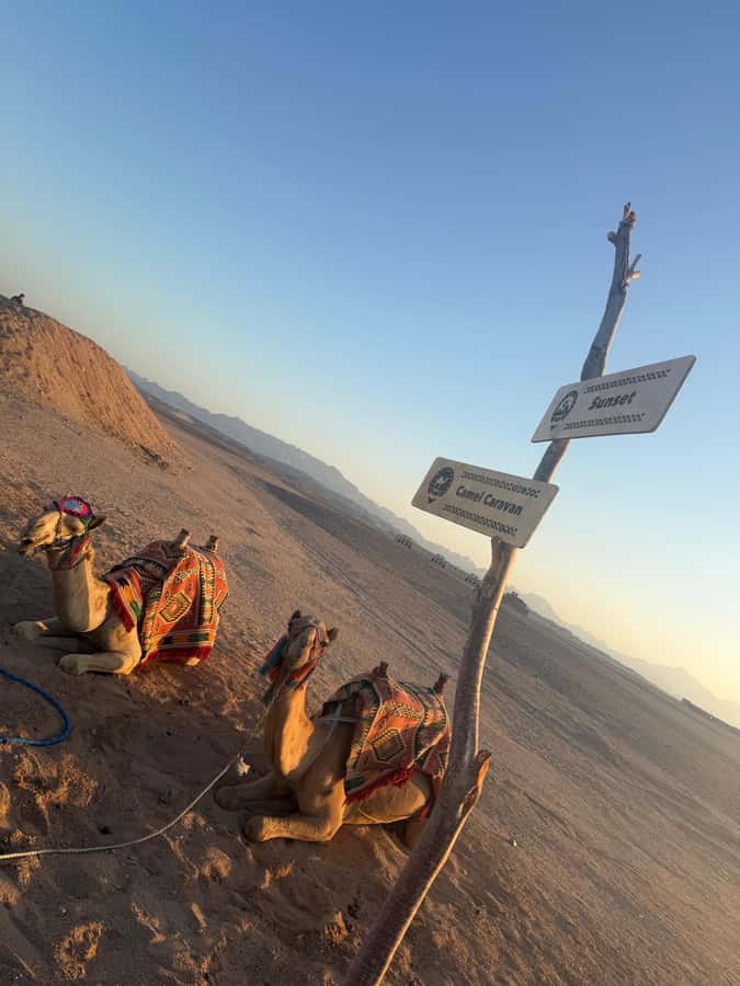 Makadi Bay: BADU Luxury Bedouin Dinner Experience & Stargaze - Sunset, Tea, and a Short Camel Ride