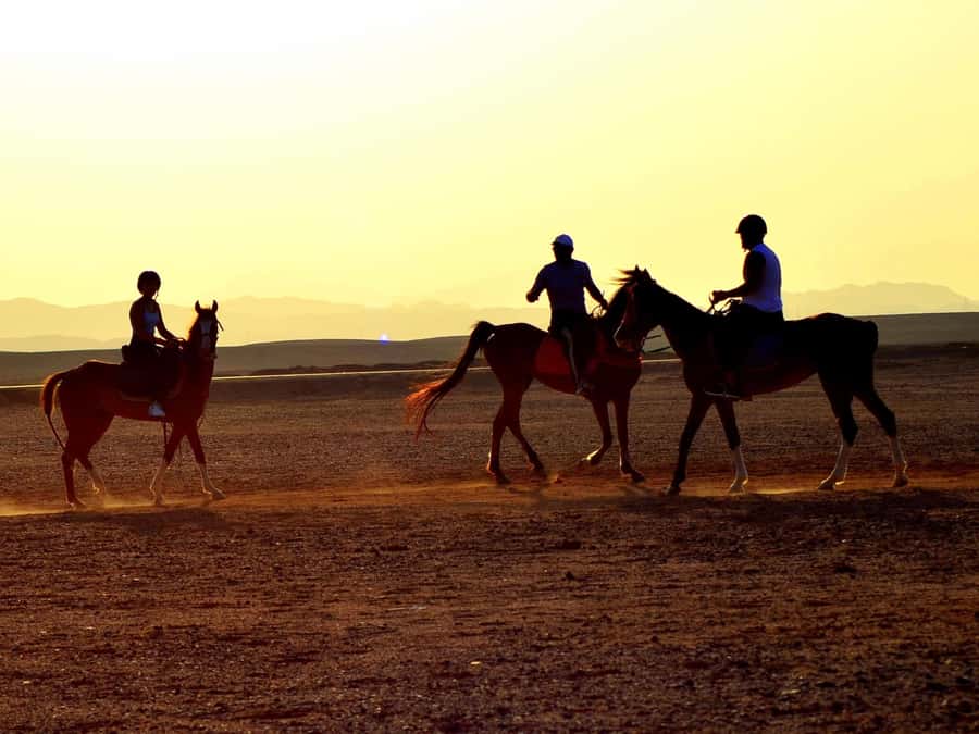Marsa Alam: Sunset Horseback with Dinner, Show & Stargazing - Key points at a glance