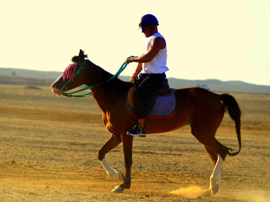 Marsa Alam: Sunset Horseback with Dinner, Show & Stargazing - Riding from desert sand to Red Sea shore