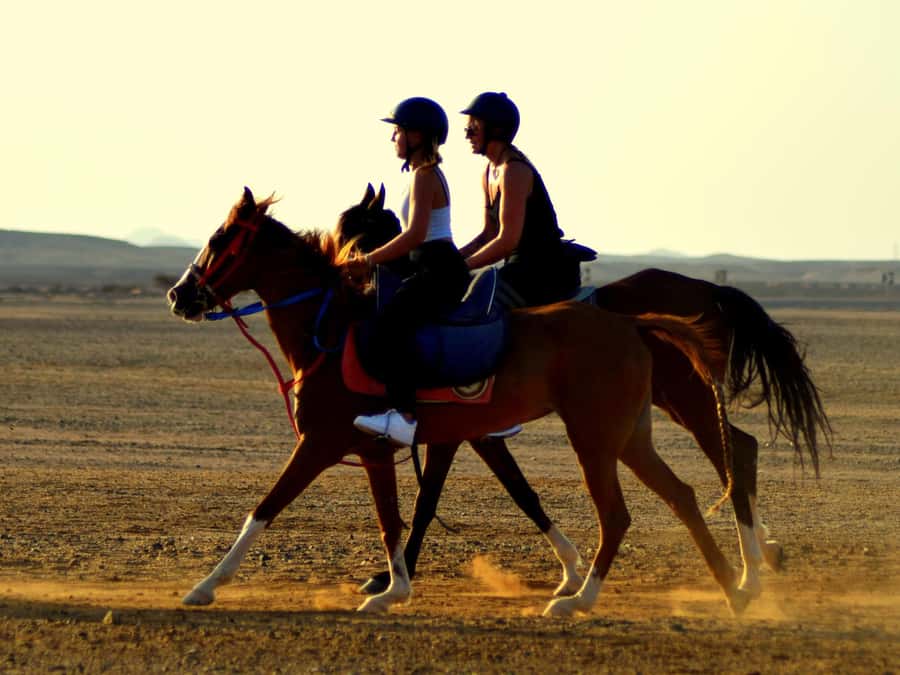 Marsa Alam: Sunset Horseback with Dinner, Show & Stargazing - The two-hour sunset route