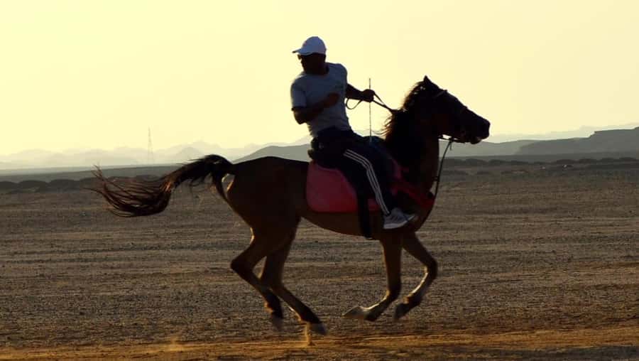 Marsa Alam: Sunset Horseback with Dinner, Show & Stargazing - Who will enjoy this most