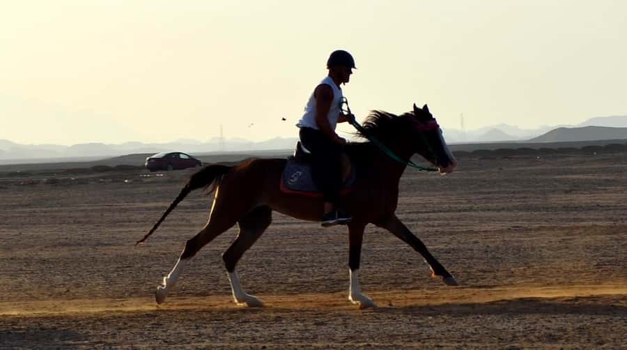 Marsa Alam: Sunset Horseback with Dinner, Show & Stargazing - What to bring and what to expect