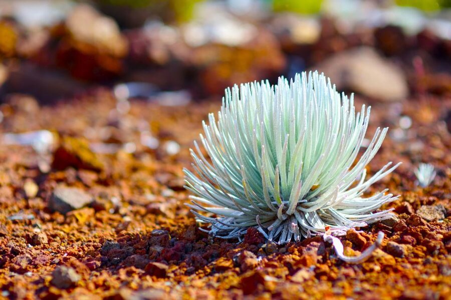 Maui: Haleakala Sunset and Stargazing Tour with Dinner - Haleakala sunset at 10,023 feet