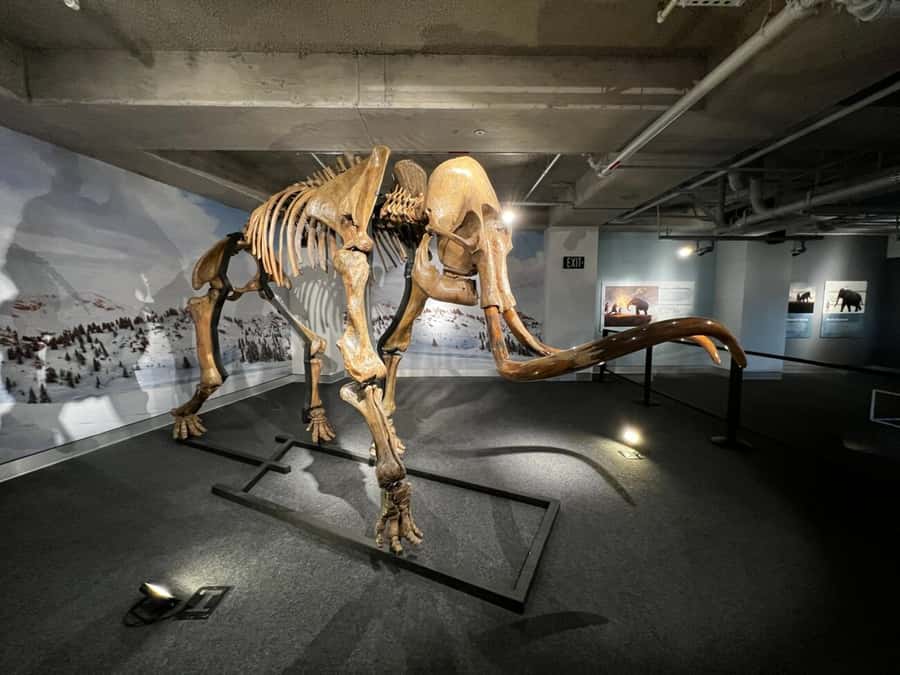 Miami: Frost Museum of Science and Planetarium Entry Ticket - Should you book Frost Museum of Science?