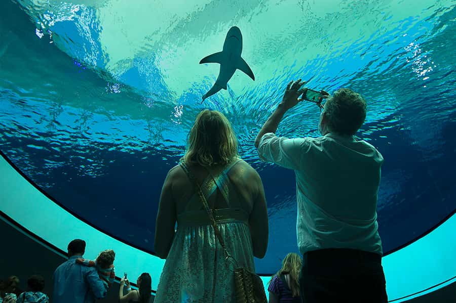 Miami: Frost Museum of Science and Planetarium Entry Ticket - Meet a 30-foot dinosaur in Feathers to the Stars