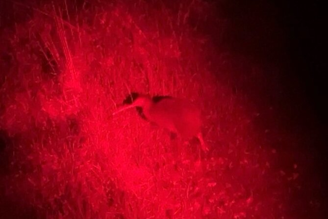 Nocturnal Wonders Tawharanui Kiwi Spotting and Stargazing Tour - Is $93.09 good value?