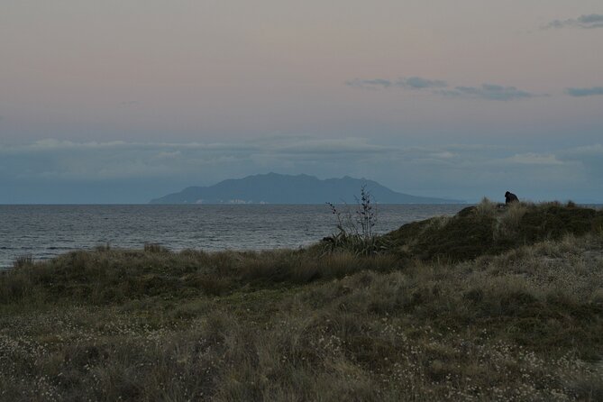 Nocturnal Wonders Tawharanui Kiwi Spotting and Stargazing Tour - Practical details for a smoother evening