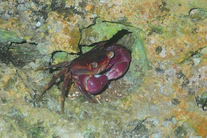 Okinawa Miyako Star Gazing & Subtropical Jungle Night Tour - Why the $32.37 price can make sense