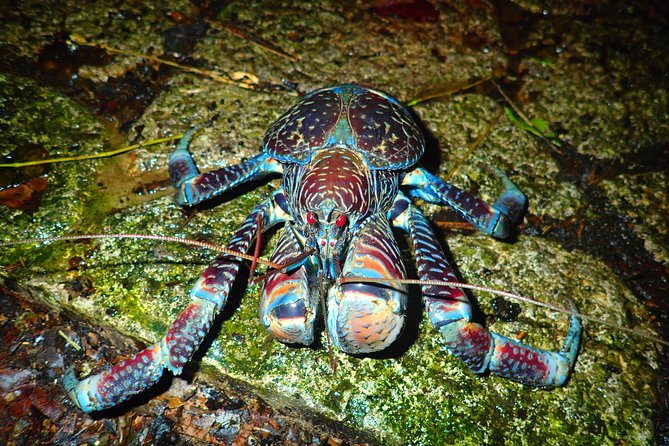 Okinawa Miyako Star Gazing & Subtropical Jungle Night Tour - Getting there when buses have stopped