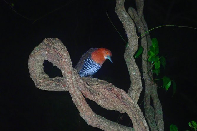 Okinawa Miyako Star Gazing & Subtropical Jungle Night Tour - Weather, age limits, and physical comfort