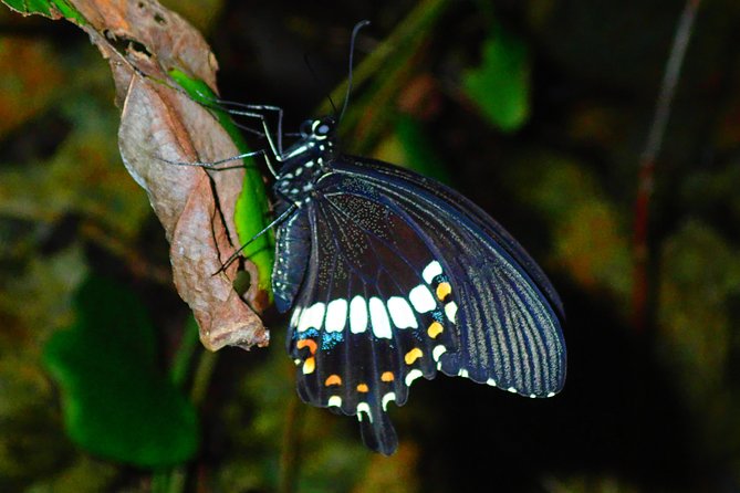 Okinawa Miyako Star Gazing & Subtropical Jungle Night Tour - Who should book this Miyakojima night tour?