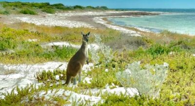 Pinnacles Stargazing, Sandboarding & Beach Kangaroos