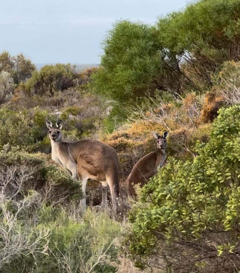 Perth: Pinnacles Stargazing, Sandboarding & Beach Kangaroos - Looking for kangaroos at Kangaroo Point