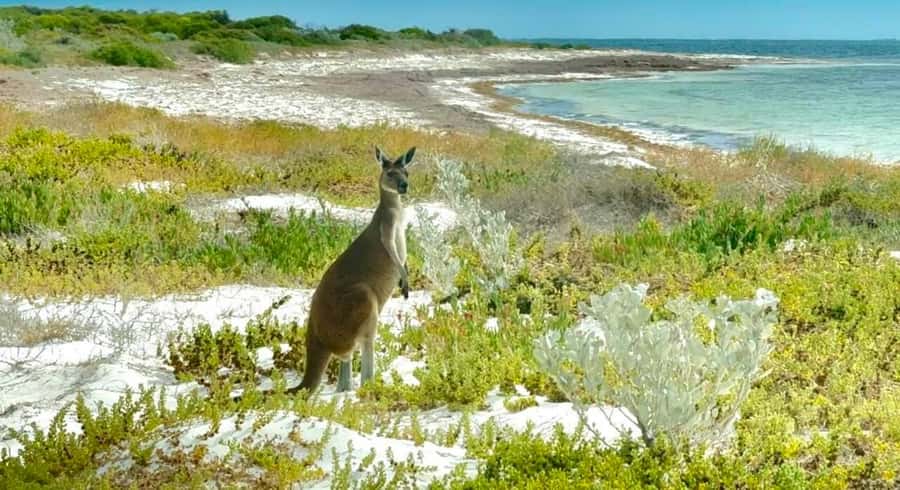 Perth: Pinnacles Stargazing, Sandboarding & Beach Kangaroos - Sandboarding across the Lancelin dunes