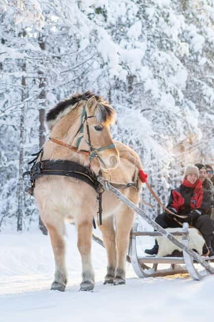 Rovaniemi: Horse Sleigh Ride under the Night Sky - A Slow Ride Through Apukka’s Snowy Forest