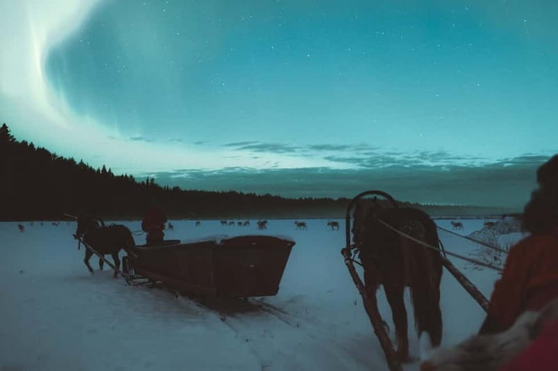 Rovaniemi: Horse Sleigh Ride under the Night Sky - Who Will Like This Evening Most