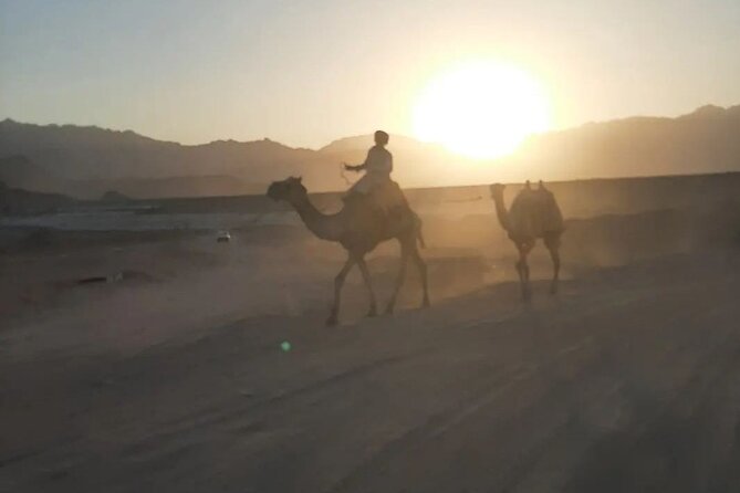 Safari 5 in 1 Quads Camels Star Gazing in Sharm El Sheikh - Returning by ATV and bus